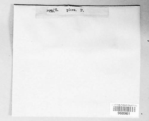 Diaporthe picea image